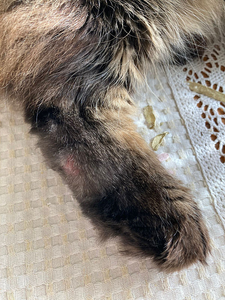 How the Vets Killed My Maine Coon Cat - My, Cancer and oncology, Negative, Disease history, Veterinary, Vet, cat, Treatment, Disease, Cytology, Medications, Longpost