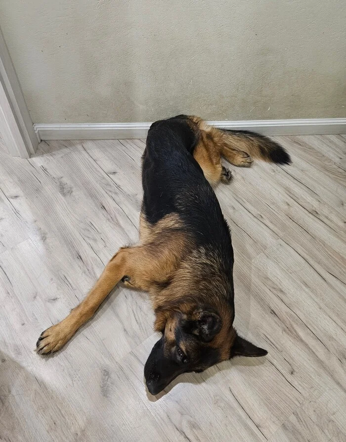 Sleep in both directions at once - My, Dog, Pets, German Shepherd, Dream, Funny, Oddities, Animals