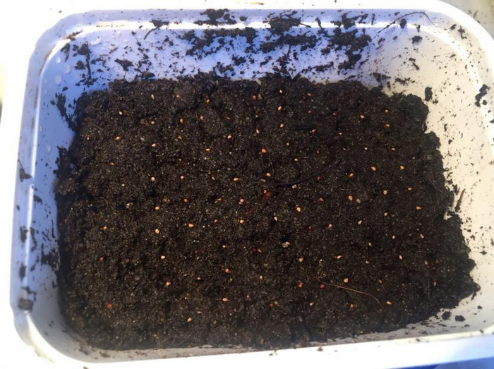 семена клубники