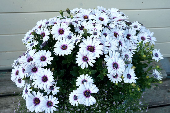 Остеоспермум