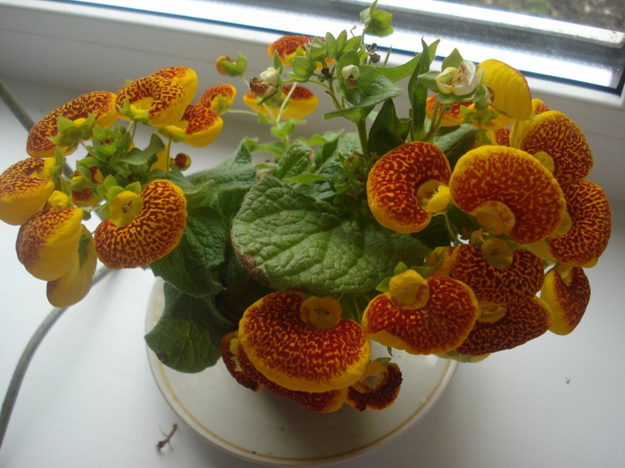 Кальцеолярия