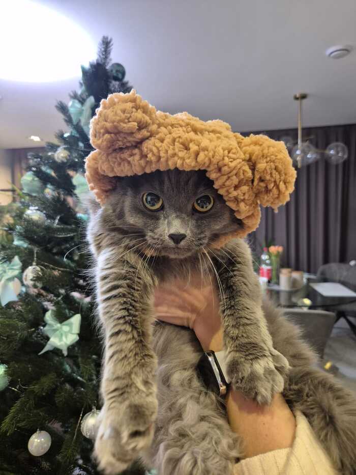 Что-то подсказывало, что ей это очень зашло, но кошка почему-то решила иначе и удалилась).