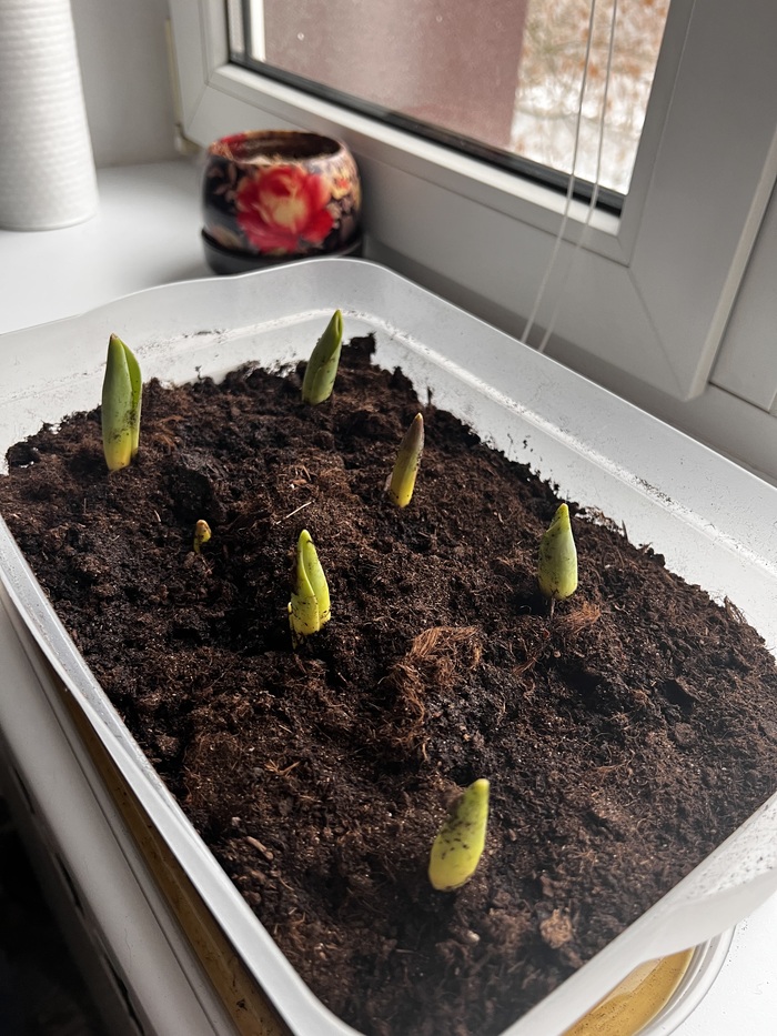 Тюльпанчики растут