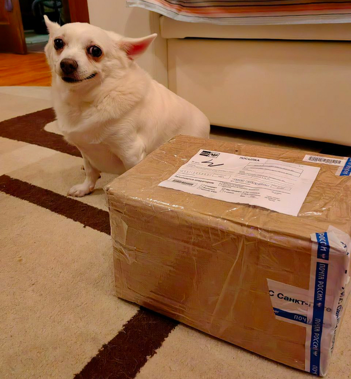 Собачья таможня на месте :)