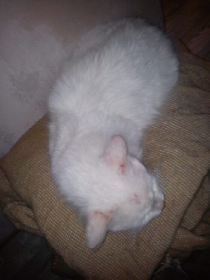 Лизку только забрали домой