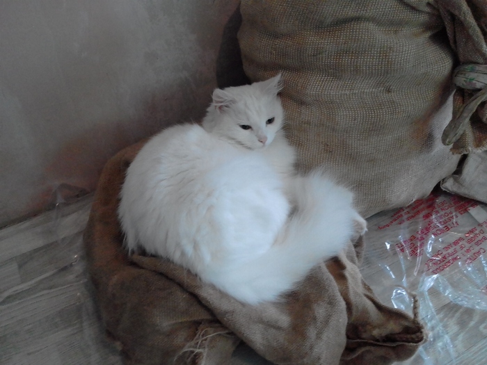 Лизка уже обжилась, но все еще любит мешки с картошкой.