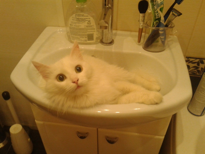 Лизка принимает форму раковины