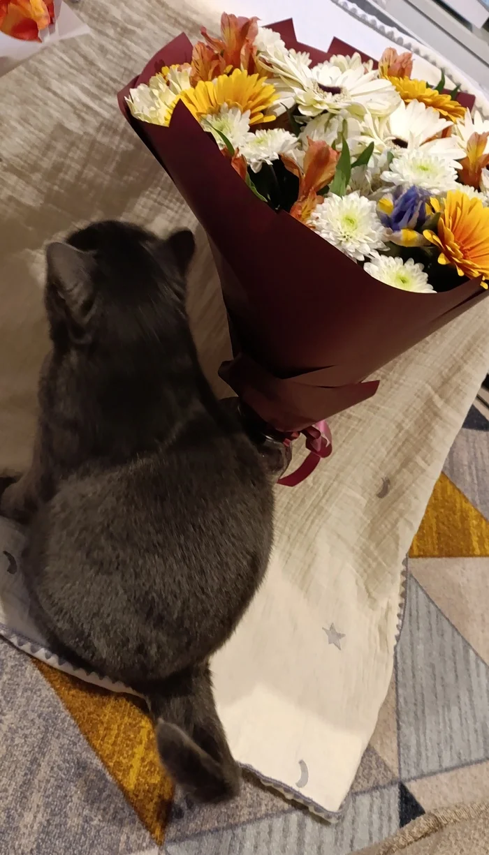 Results of the year) mine and no one else's - My, Results of the year, New Year, Longpost, Children, cat