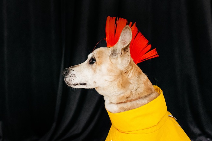 Поздравление с наступающим Новым годом от песика Фили