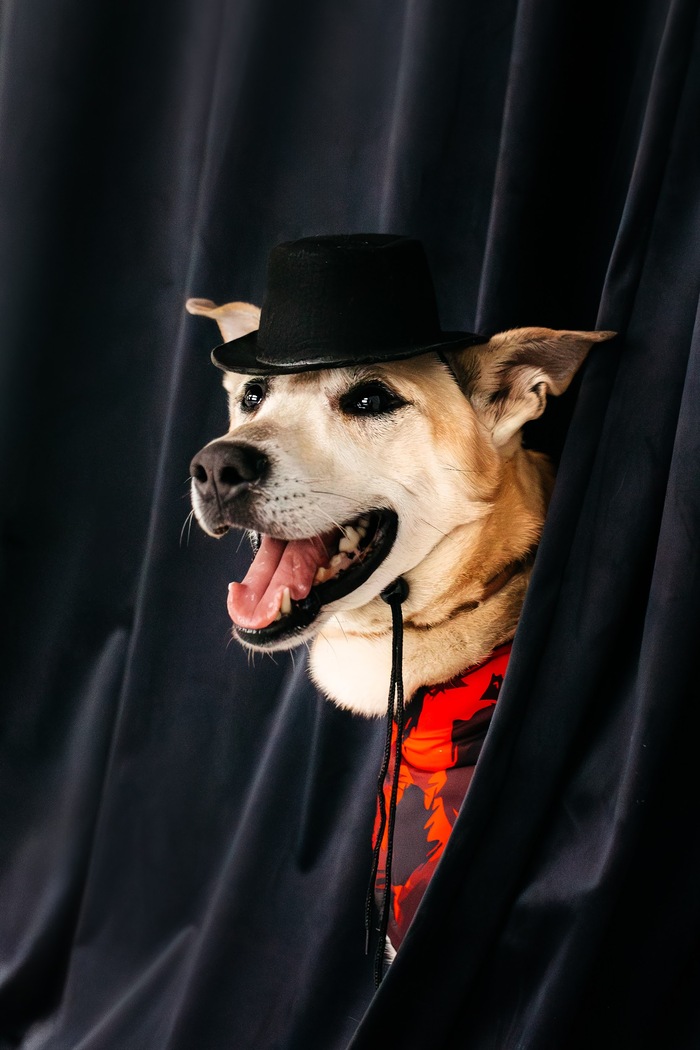 Поздравление с наступающим Новым годом от песика Фили