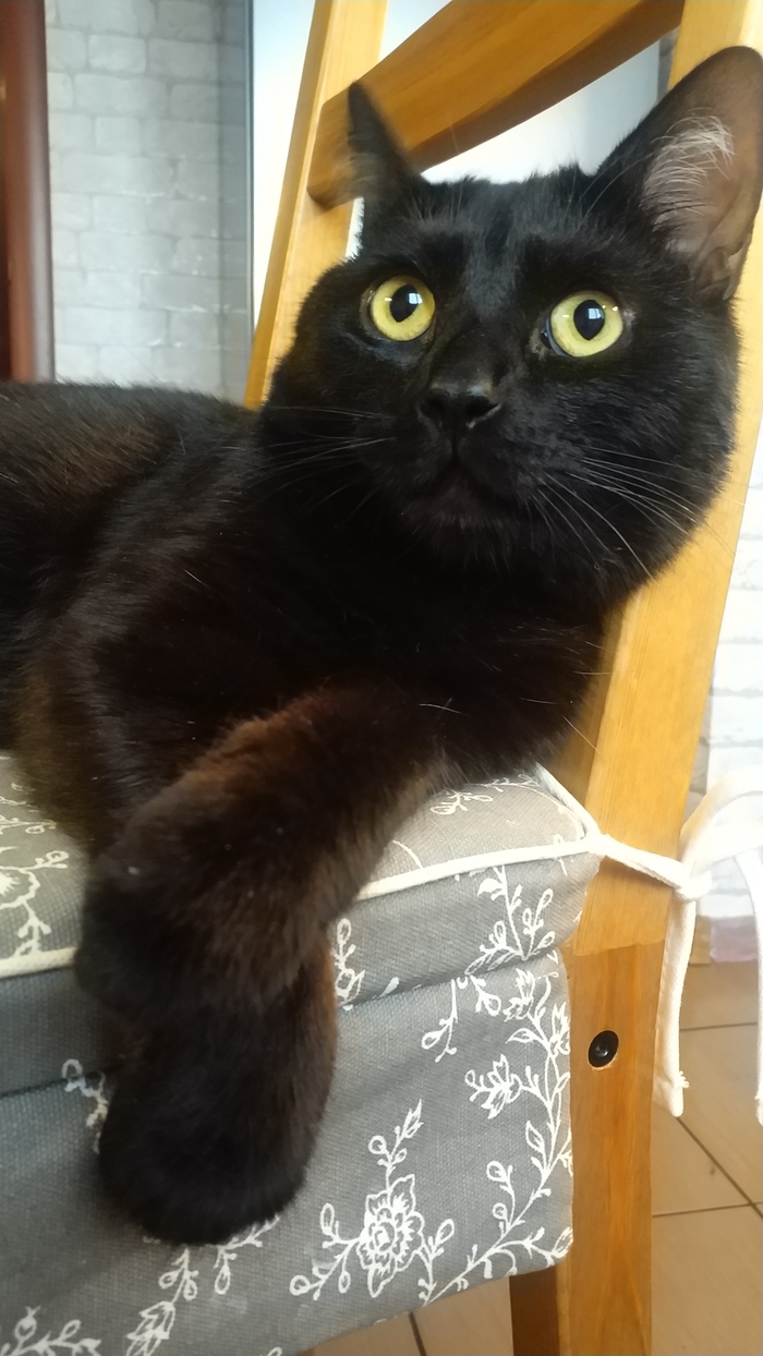 Коты и коробки