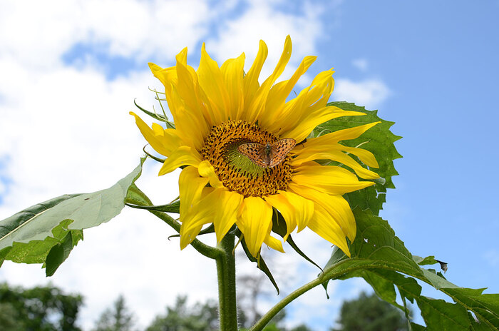 С Новым Годом