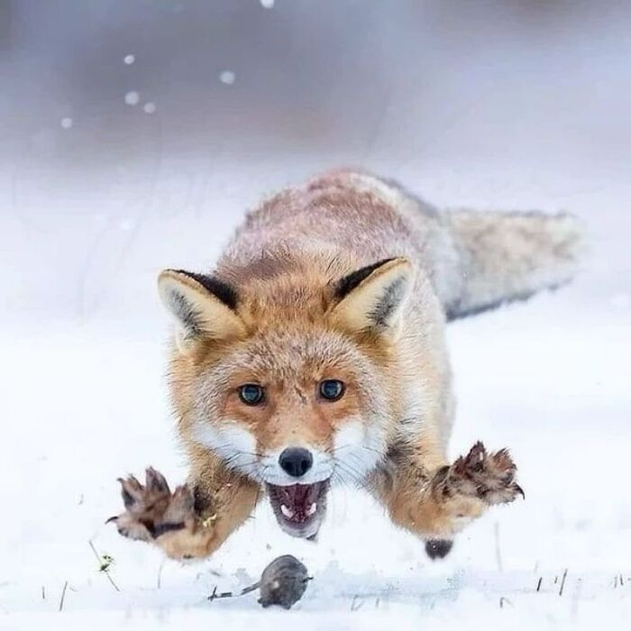 ����, ���!