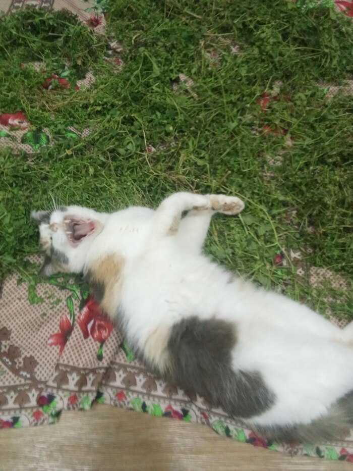 Это Муха, живёт пока у родителей.