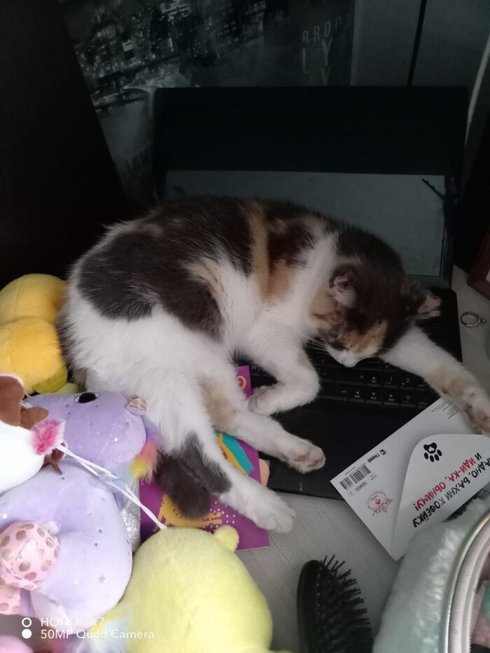 Снова Муха, лежит на древнем ноуте в надеже воскресить целебной кошачьей силой.