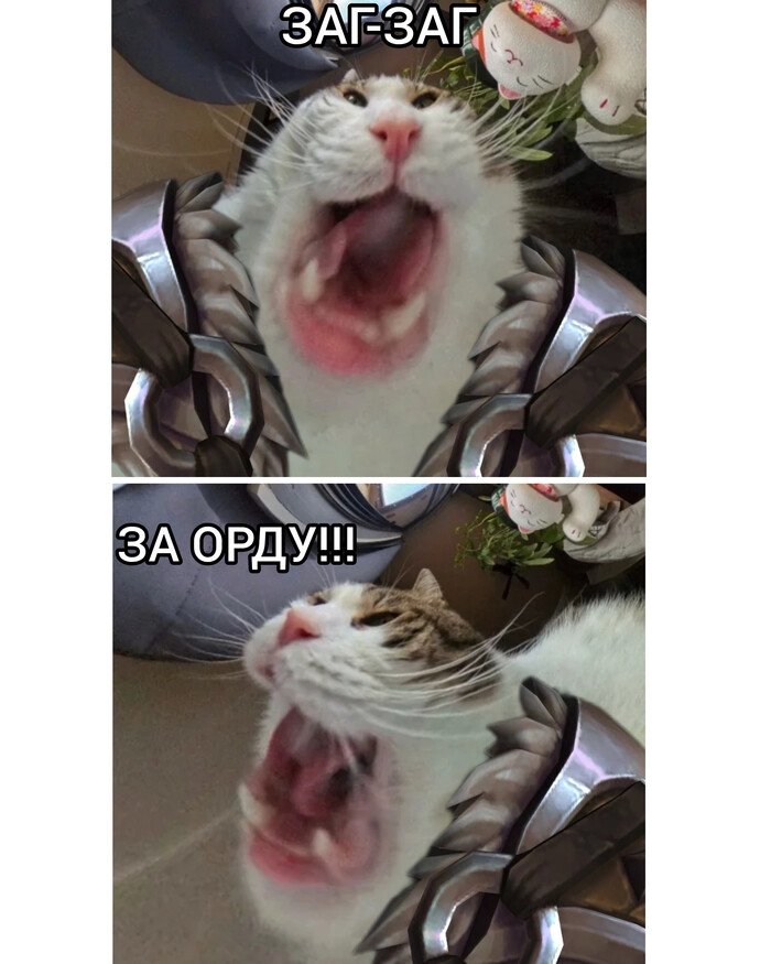 Ответ на пост «Если установить камеру на миске своего кота»