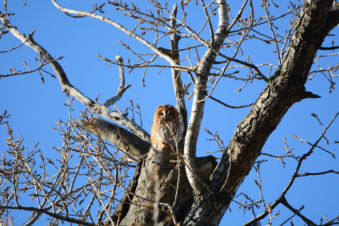 Серая неясыть