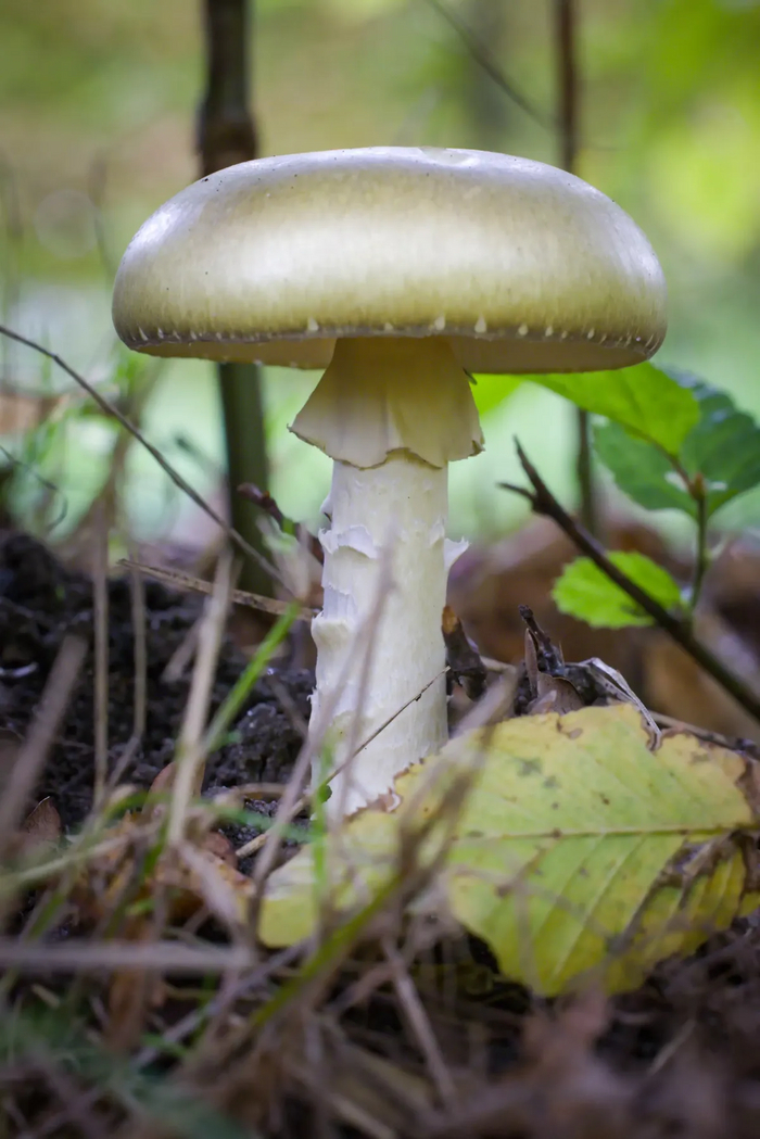   ( Amanita phalloides ) ,  , , Telegram (), 