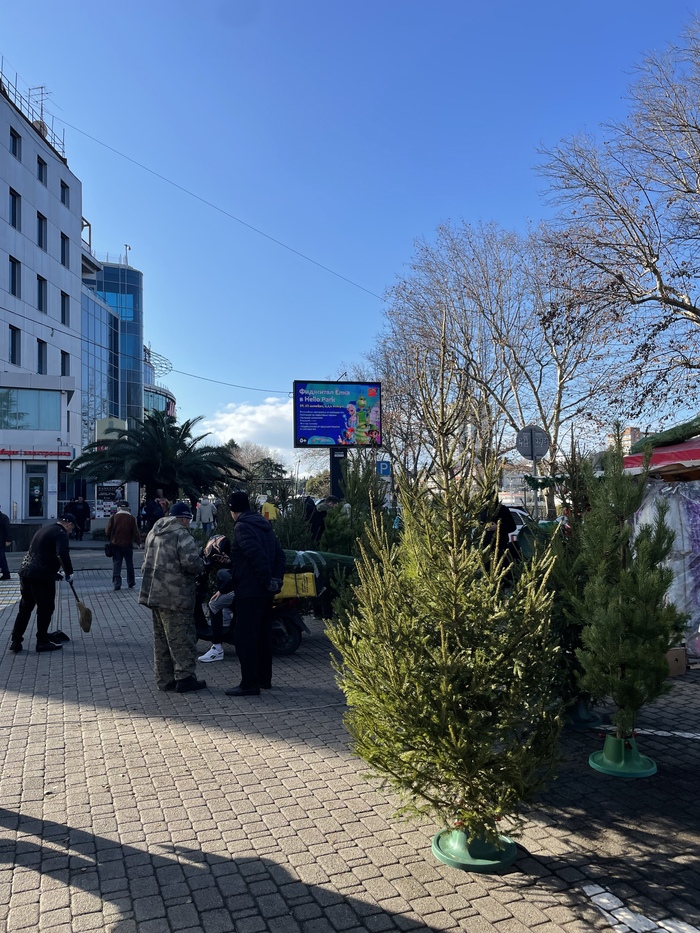 Елочный базар у центрального рынка