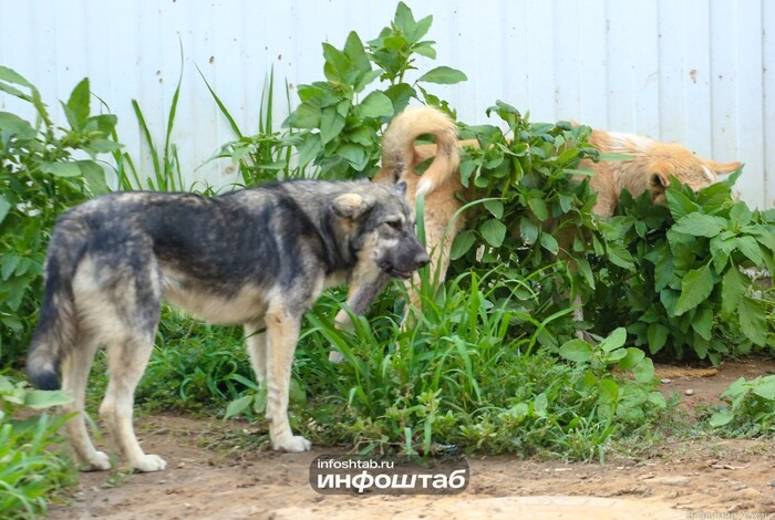 ������� ��������