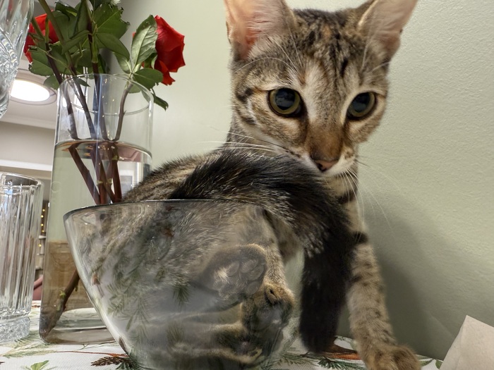 ��� ����� ����������: ��� ����������� ����� �����)