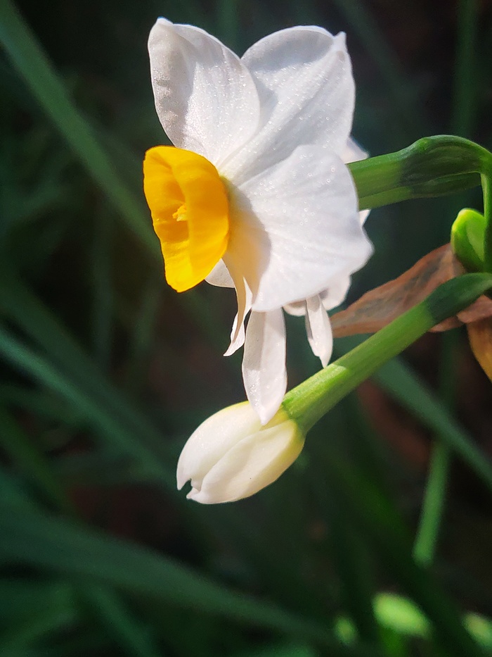 Очень люблю такие нарциссы