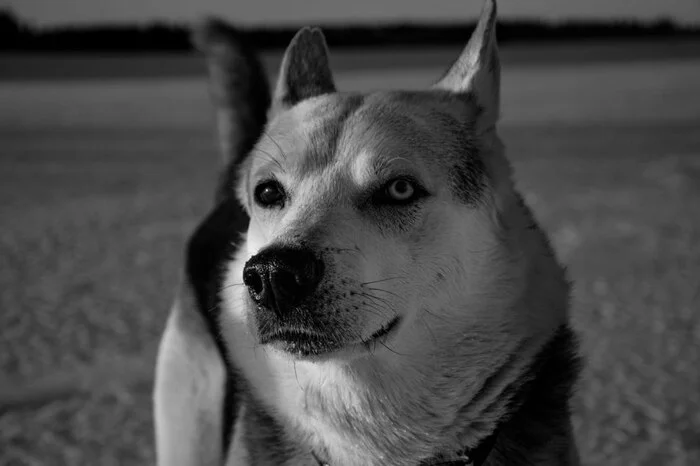 Last post - Short post, Dog, No rating, Death, Pets, Husky