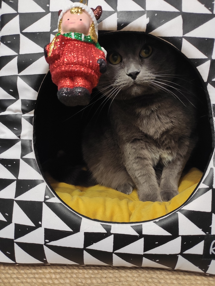 Ежегодное поздравление моего коти всех с новым годом (из своего мягкого и персонального телевизора)