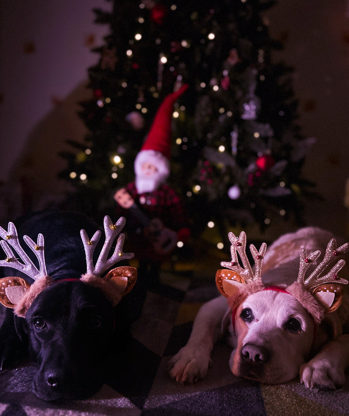 На фото Элвис (палевый, 14 лет) и Токио (черная 5 лет).