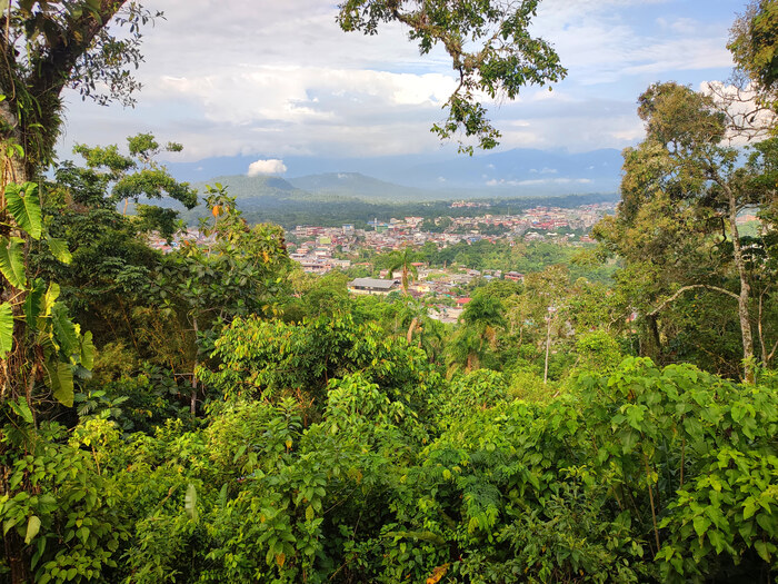 Джунгли на востоке страны