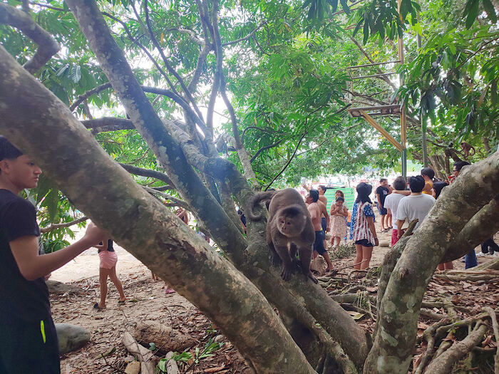 Толстенькая обезьянка на городском пляже