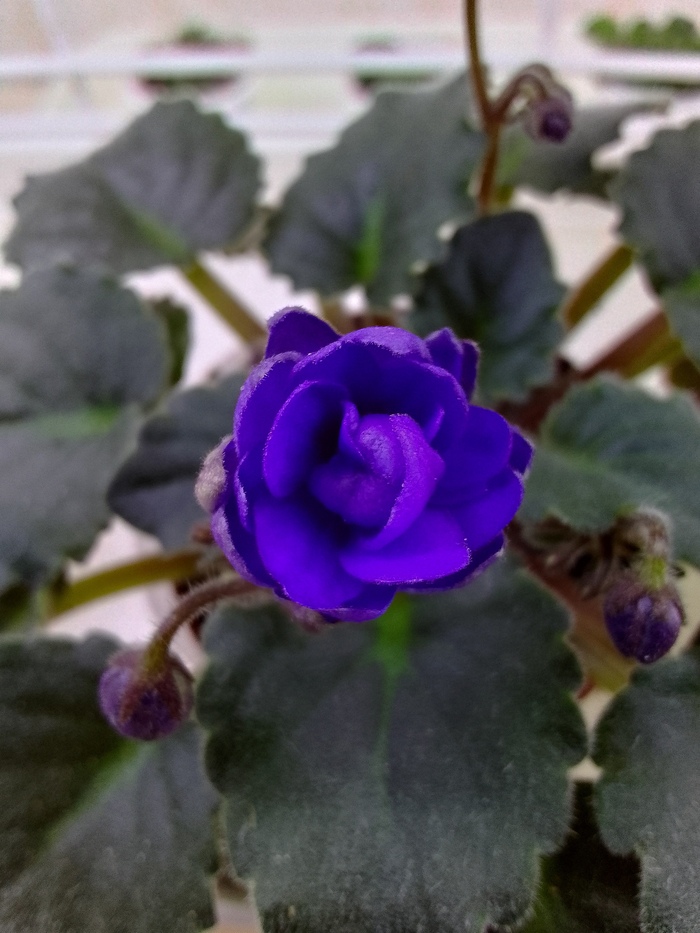 Сорт Ness' Crinkle Blue, полуминиатюра