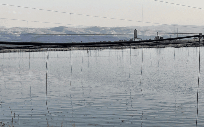 Шланги свисают над водой, готовые напугать любую птицу, которая осмелится приблизиться. Фото Джили Галдана