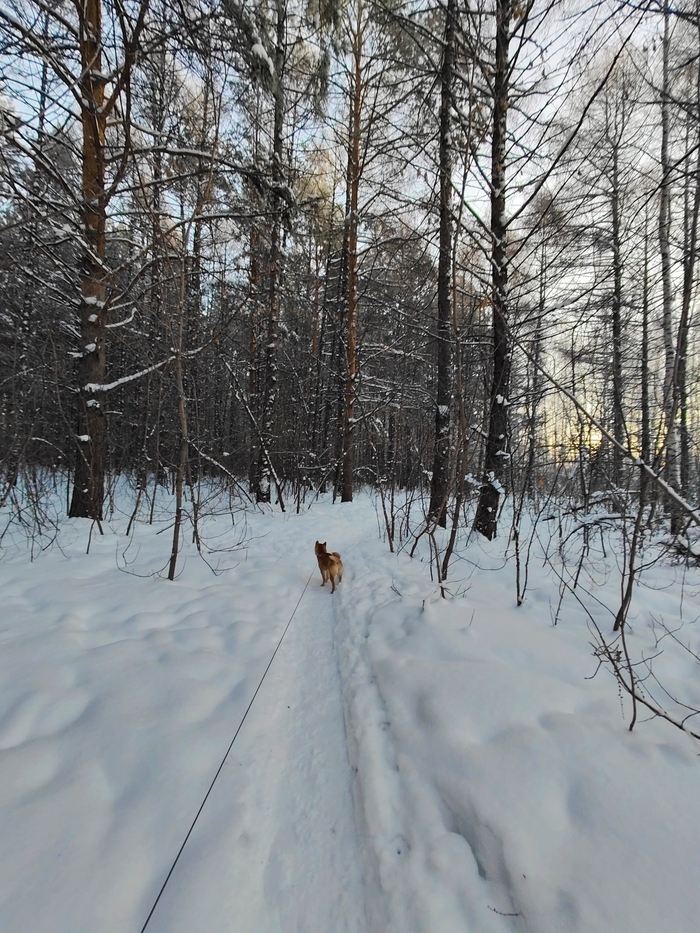 Утро нового года