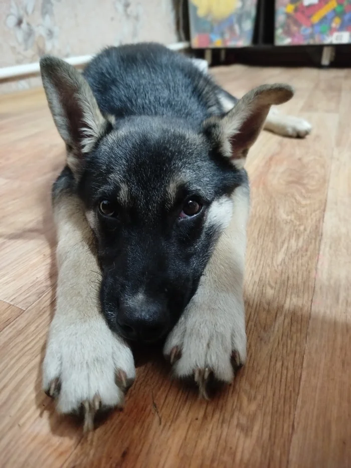 How a Good Boy Grows (A Month at Home) - My, Puppies, Grow, Longpost, Dog