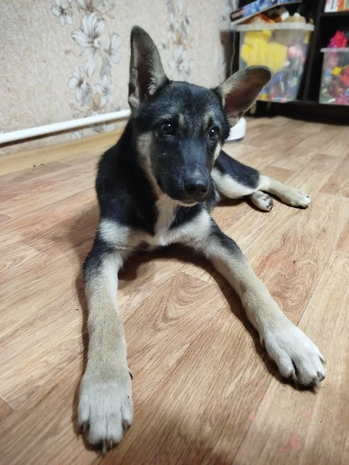 How a Good Boy Grows (A Month at Home) - My, Puppies, Grow, Longpost, Dog