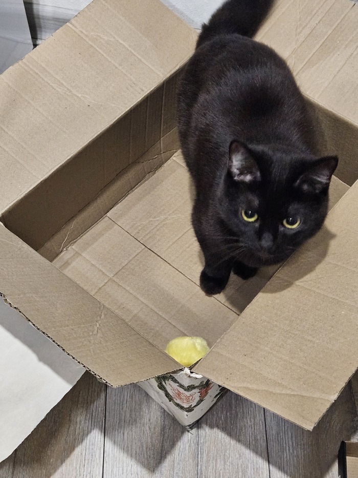 Ждёт когда кожаный мешок уйдёт и можно будет побеситься