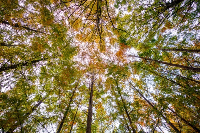 Кроны желтеющих деревьев на острове Нами. Октябрь, Sony A9M2 + Sony 16-35/2.8GM