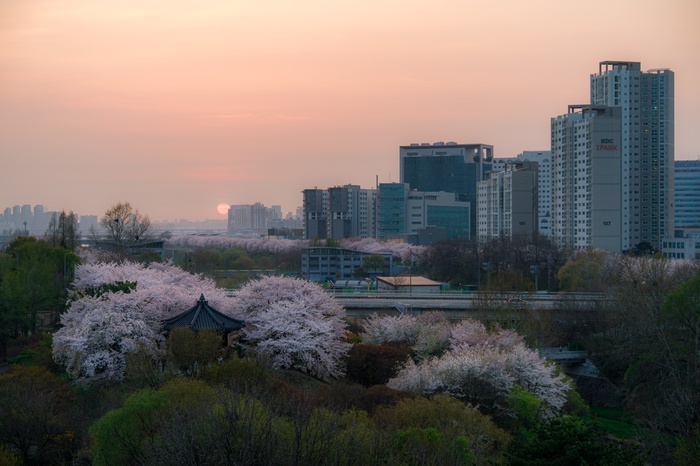Весна в Корее красивая. Уже в марте цветут сливы и абрикосы, а к началу апреля подтягивается сакура. Закат снят из Олимпийского парка Сеула. Апрель, Sony A9M2 + Samyang 35-150/2-2.8. Объектив, кстати, весьма хороший, но лапша одноименной компании - лучше