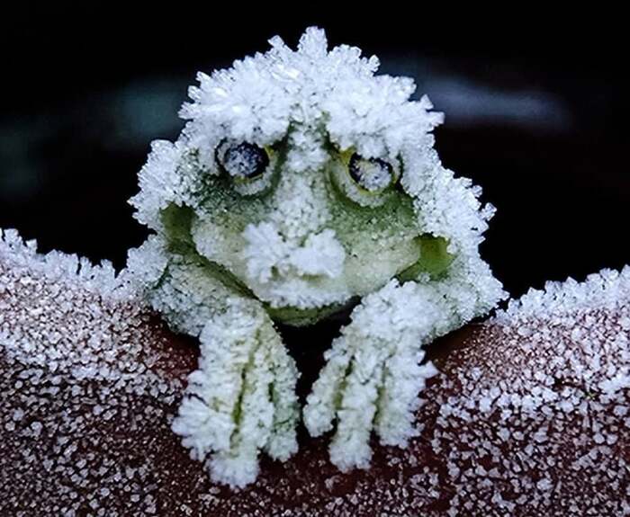 Alaskan tree frogs in winter - Frogs, Amazing, The photo, Longpost, Telegram (link)