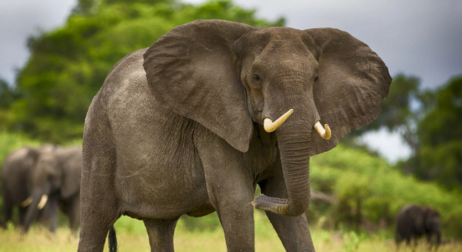 ������ ����, ��� �� ����!