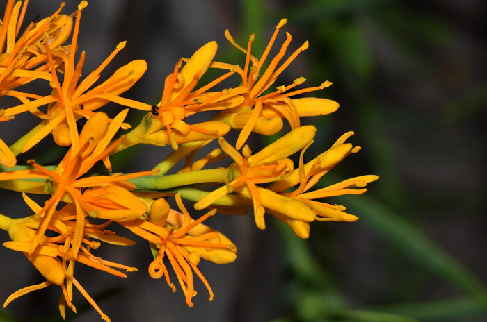  .    <!--noindex--><a href="https://pikabu.ru/story/novogodnie_rasteniya_nuitsiya_12208001?u=http%3A%2F%2Fflickr.com&t=flickr.com&h=00f33e3721471ba29e2ca96a4c409fec5ea4b238" title="http://flickr.com" target="_blank" rel="nofollow noopener">flickr.com</a><!--/noindex-->.