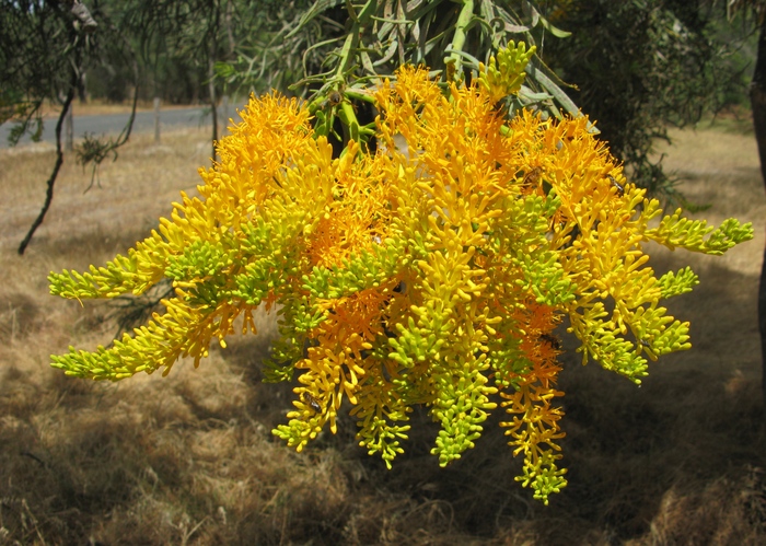   .    <!--noindex--><a href="https://pikabu.ru/story/novogodnie_rasteniya_nuitsiya_12208001?u=http%3A%2F%2Fflorn.ru&t=florn.ru&h=70ce5b2944321040b2d20ec4f2296be4de9f4309" title="http://florn.ru" target="_blank" rel="nofollow noopener">florn.ru</a><!--/noindex-->.