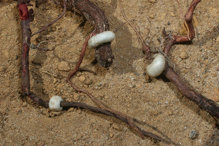  ,         .    <!--noindex--><a href="https://pikabu.ru/story/novogodnie_rasteniya_nuitsiya_12208001?u=http%3A%2F%2Faustraliangeographic.com&t=australiangeographic.com&h=22f174b7fec13c8fc9330229e09379369aff3575" title="http://australiangeographic.com" target="_blank" rel="nofollow noopener">australiangeographic.com</a><!--/noindex-->.