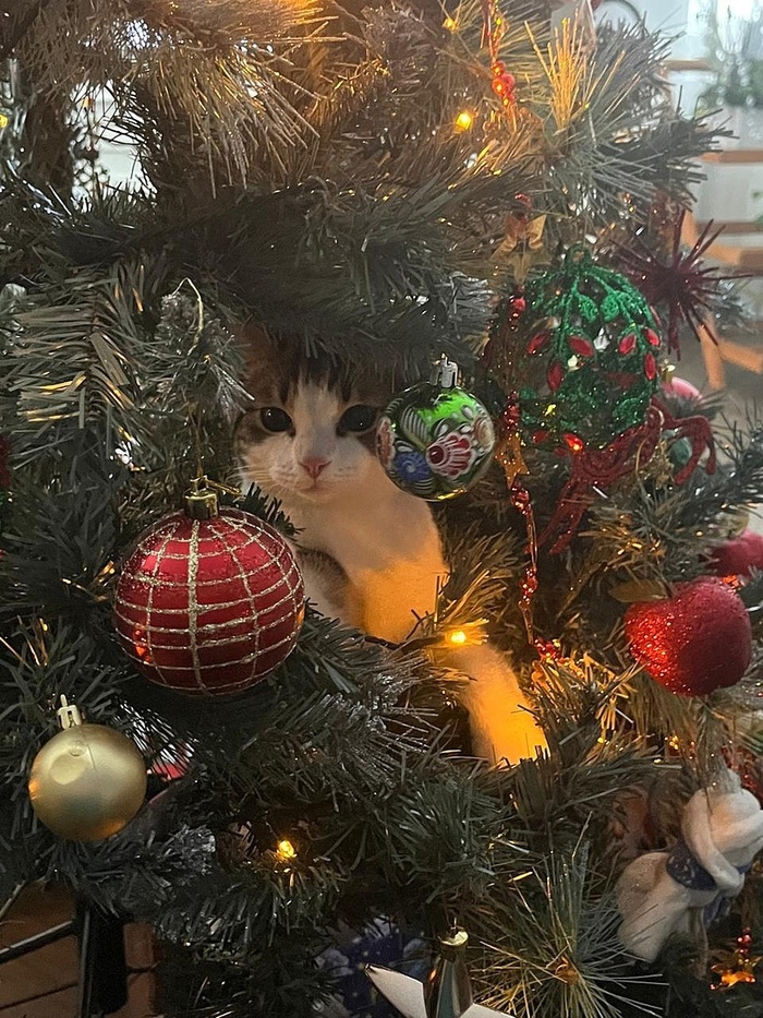 Котенок Барсучок, 5 месяцев, стал домашним 21.11.2024