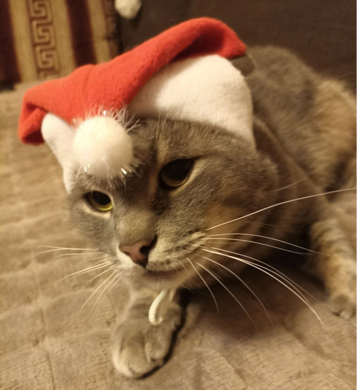 Кот Буревой, 3 года, стал домашним 12.12.2024