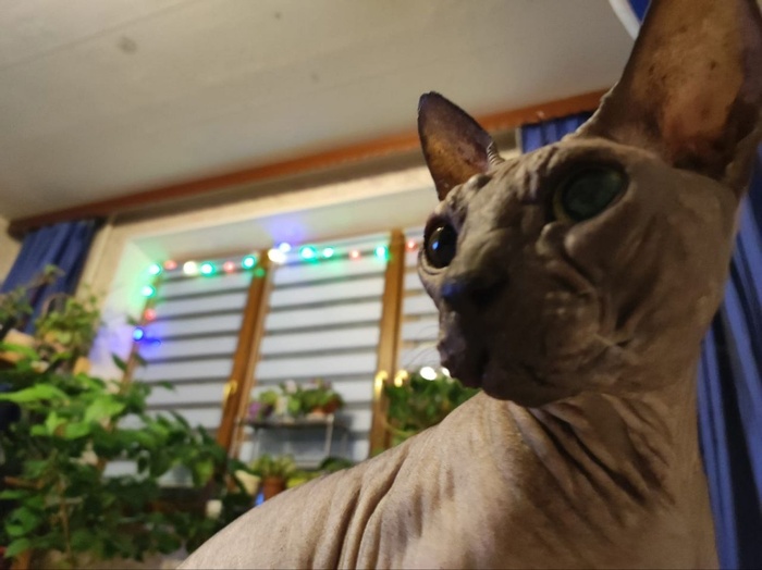 Кошка Хомми, 5 лет, стала домашней 04.10.2024