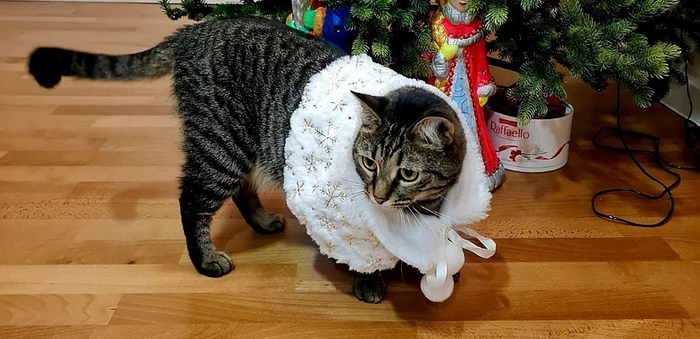 Кошка Чави, 2 года, стала домашней 23.10.2024