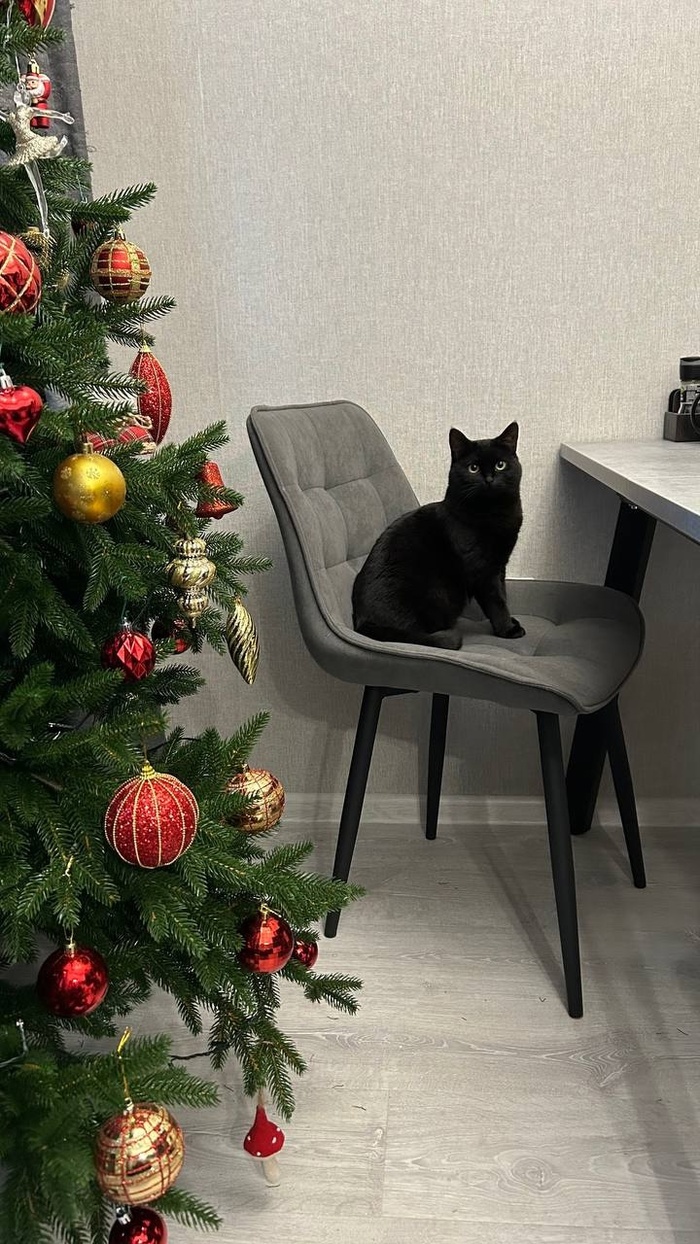 Кошка Павлинка, стала домашней 22.09.2024