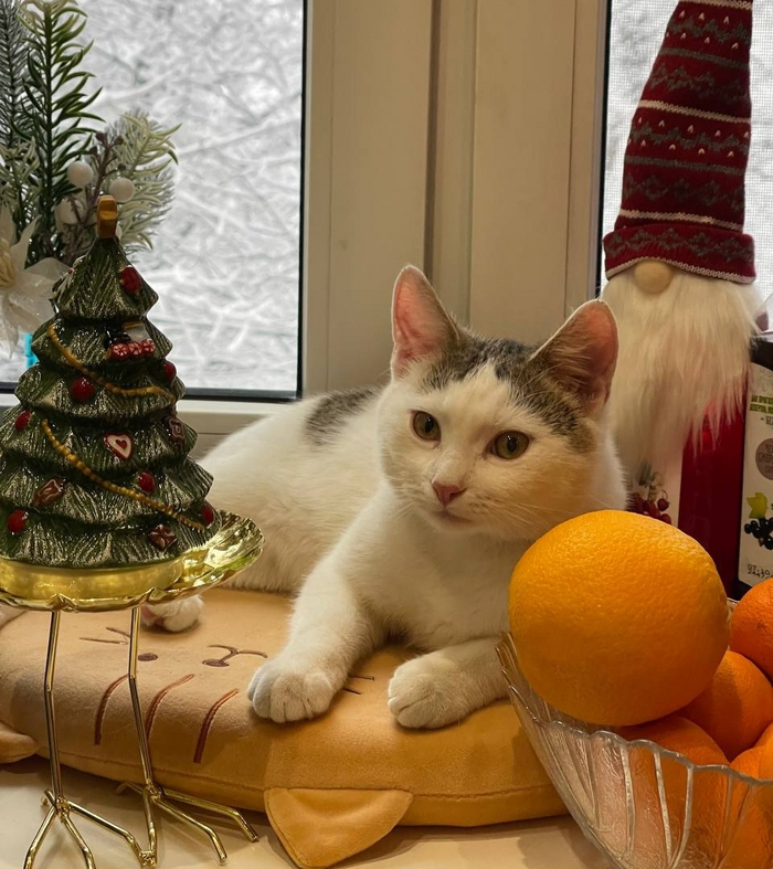 Котенок Рислинг, 4 месяца, стал домашним 10.11.2024